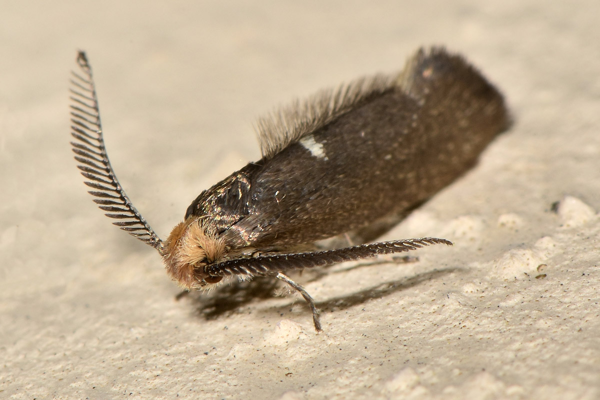 Da Identificare:  Incurvaria pectinea - Incurvariidae